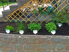Herb garden